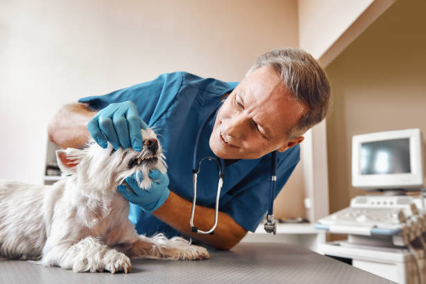 Best Emergency Gum Treatment in San Angelo, TX